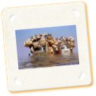 humour Priceless - Iraqi Navy - Iraq War Funny Picture11.jpg